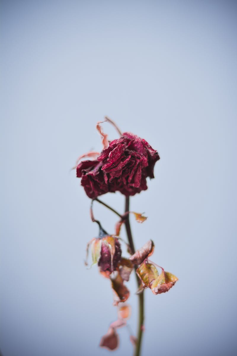 A dried red rose, symbolizing faded love, stands starkly against a pale blue background.